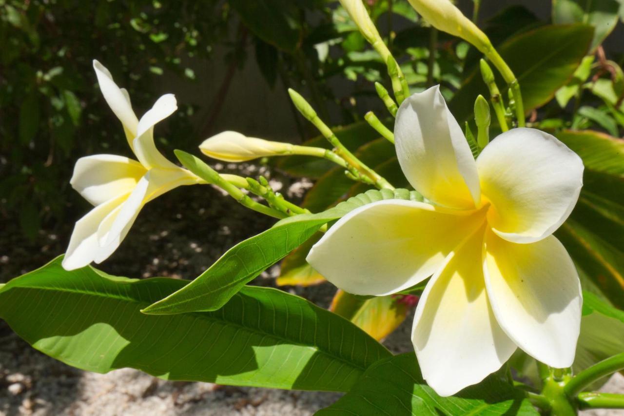 Apartamento Paradise Found Key West